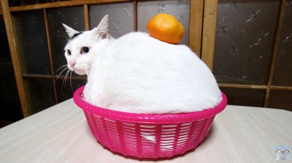 餅