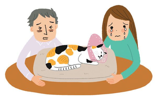 後悔しない愛猫との「最期の過ごし方」【愛猫のための終活】