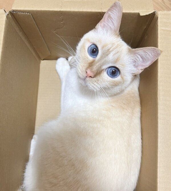 “笹かまぼこ”のひなたちゃん