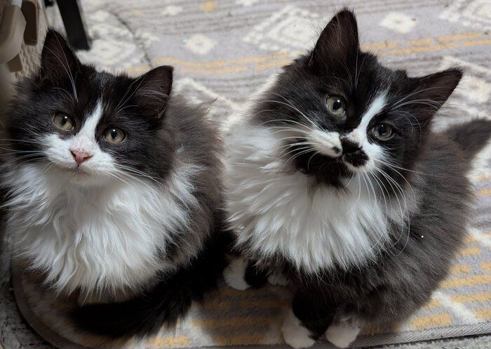 生後3カ月の2匹の猫