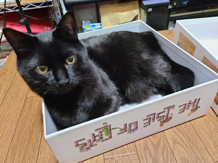 アイル・オブ・キャッツの箱に入る猫