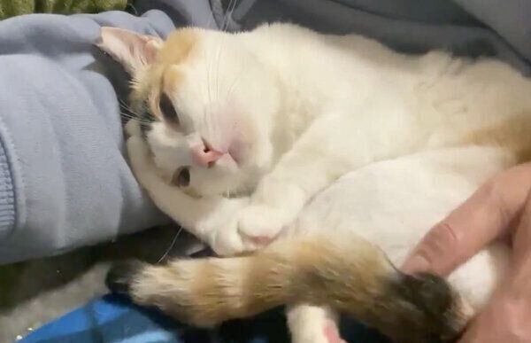 甘える翡文くん