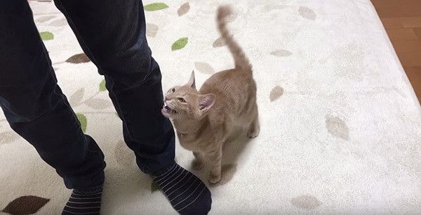 鳴く猫