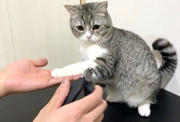 爪切りが出てきて、絶望するもちまるくん