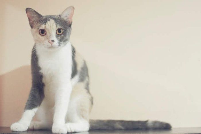 可愛い猫