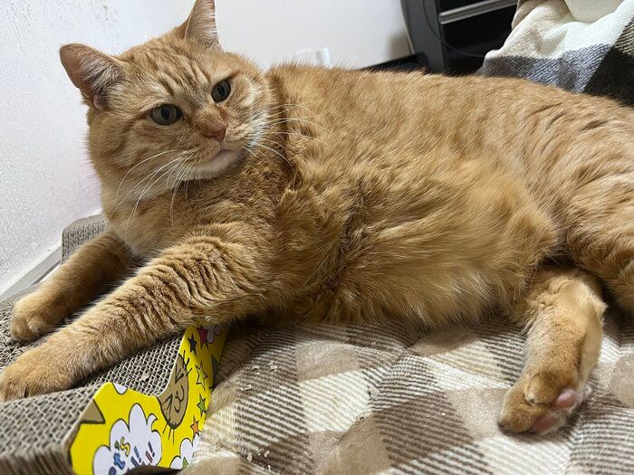 爪とぎをする猫