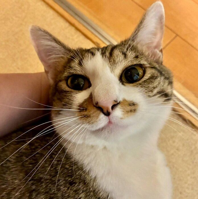 甘えるおもちくん