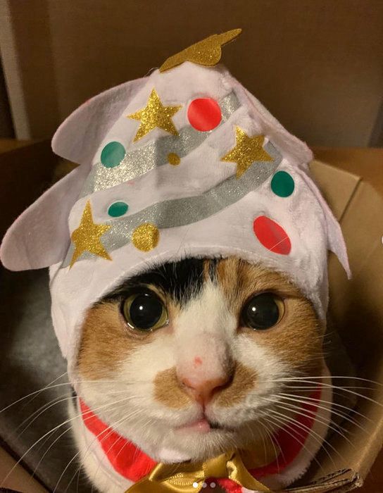 猫のかぶり物をかぶる三毛猫