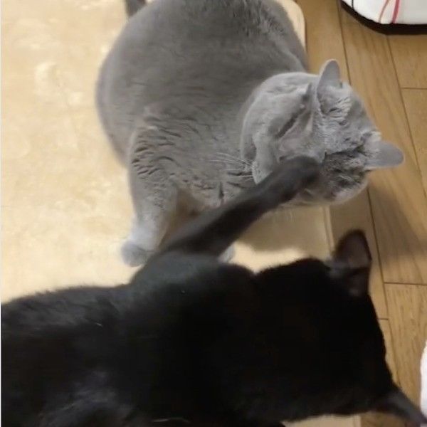 地蔵ニャンコ