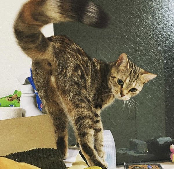 見つめる猫