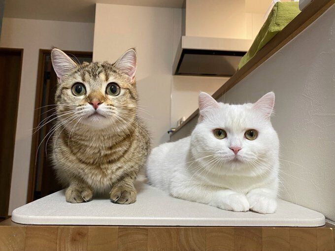 ぽむさんとしまちゃん