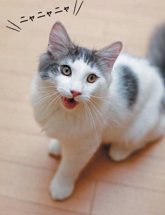 鳴く猫