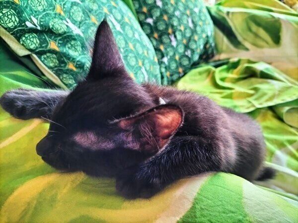 うとうとして眠るコルメくん