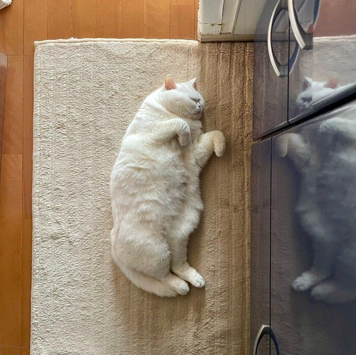 この日はキッチンに転がっているラフくん