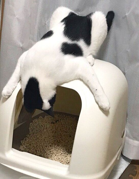 トイレを覗き込むオズくん