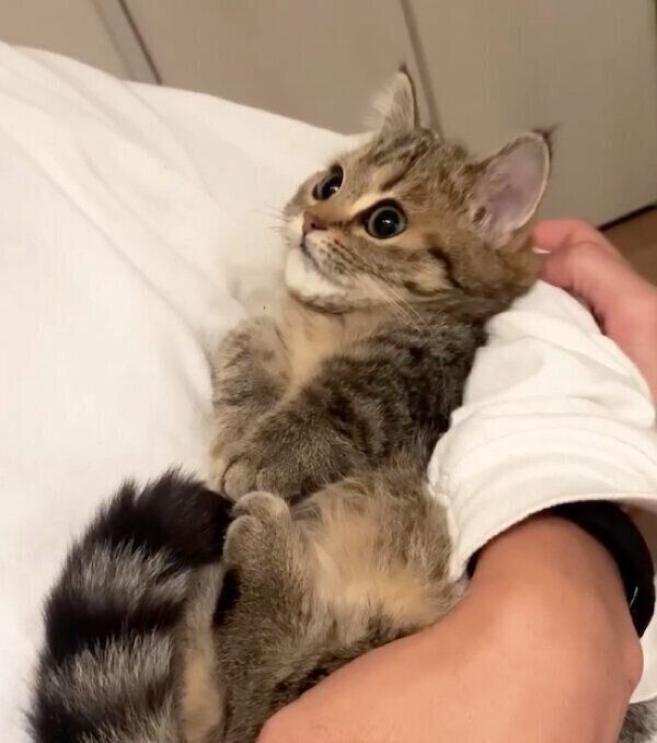 甘えるふうちゃん