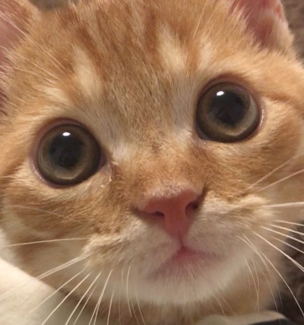 自分のしっぽが気になる猫