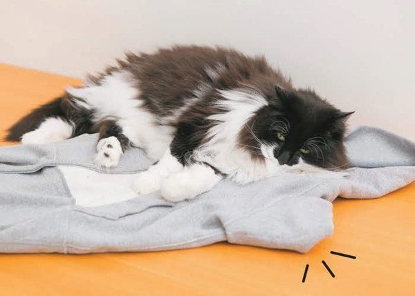 チョコンとのるしぐさでわかる猫の気持ち