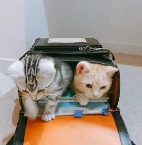 ランドセルねこ