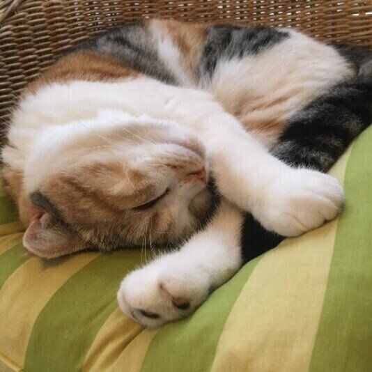 ぐっすり眠るスコティッシュフォールド