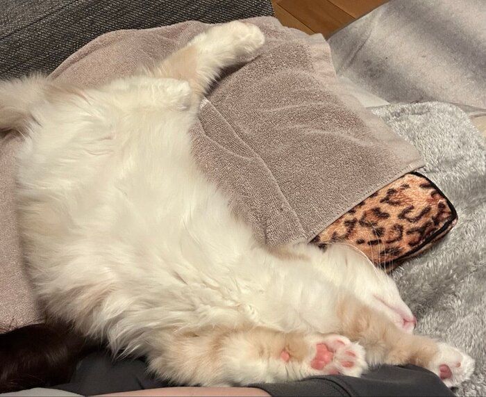 お迎え3日目の初“ヘソ天”の様子