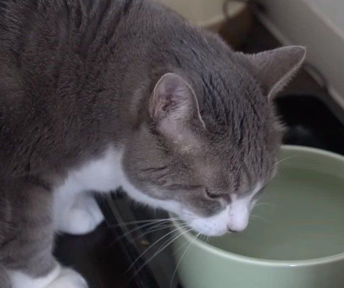 水を飲む猫