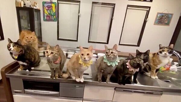 8匹の猫たち