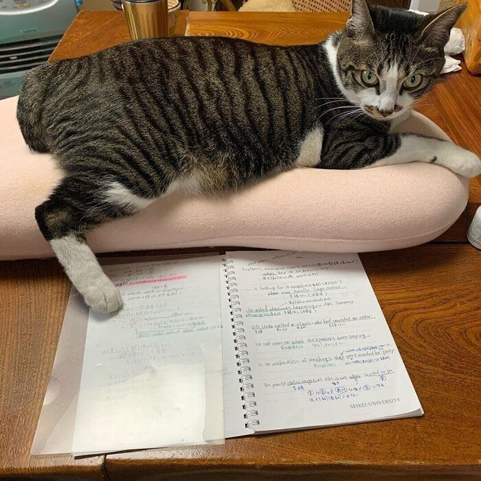 ぴっぴちゃん