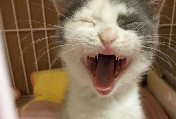 口を開ける猫