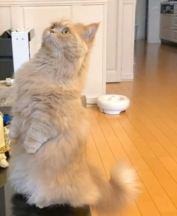 テレビを不思議そうに見つめるベルちゃん