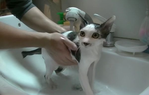 お風呂のときだけ大人しい猫