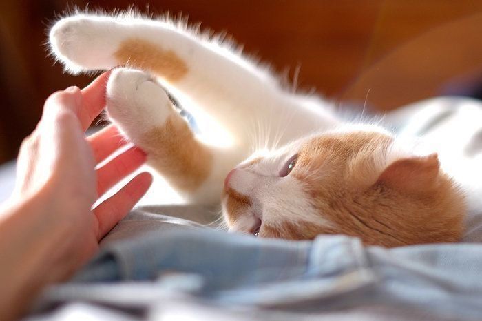新型コロナウイルスの猫への影響について|ねこのきもち