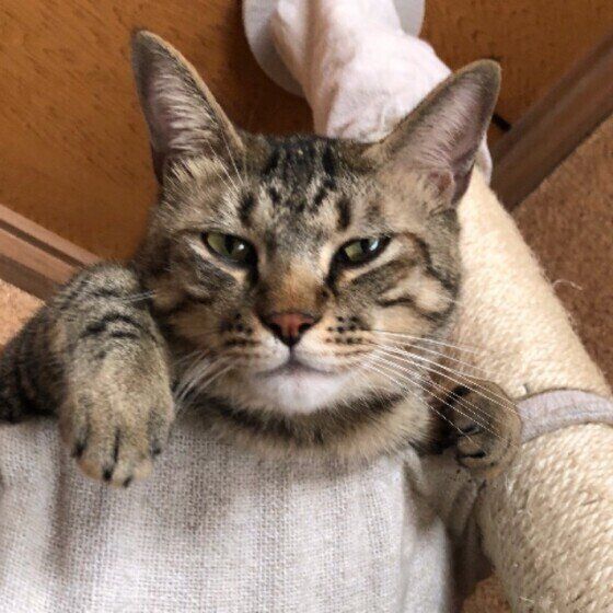 見つめる猫