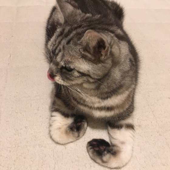 香箱座りする猫