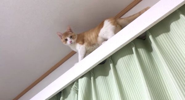 見下ろす猫