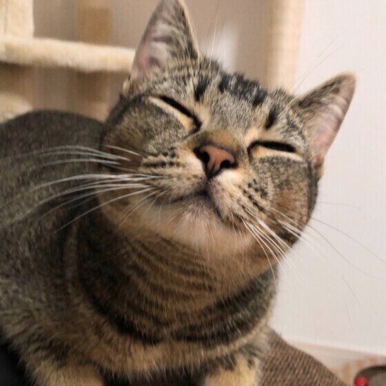目を閉じた表情がかわいいアメリカンカール