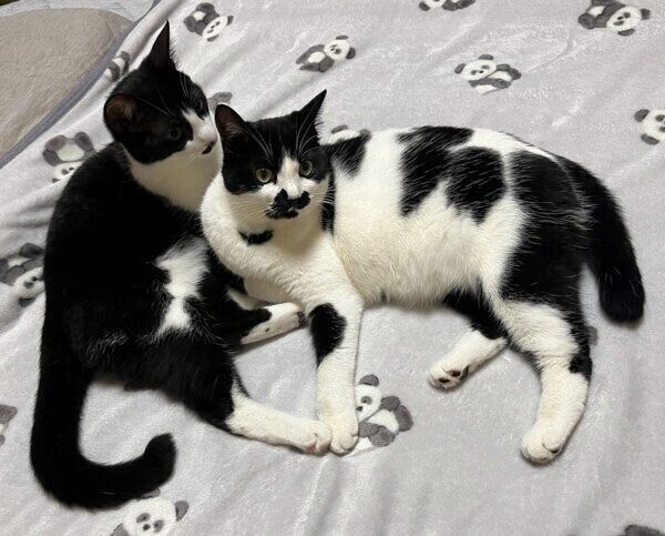 ミアちゃんとダダくん