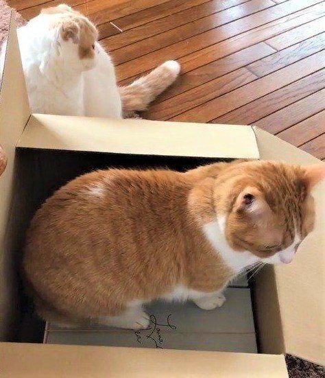 輪ゴムと猫