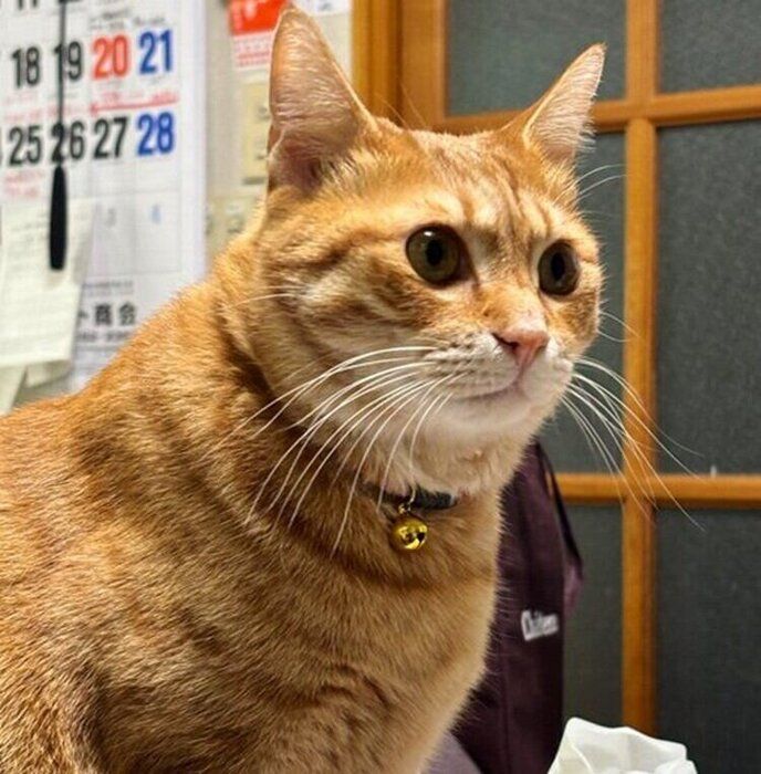 現在のころもくん 貫録がある座り姿に