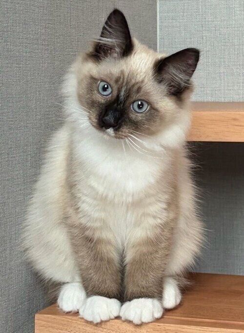 生後4カ月のポンくん