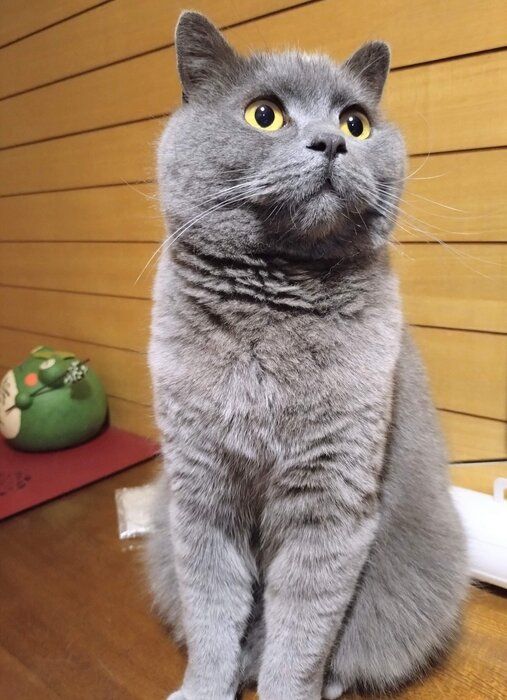 澄まし顔のぶりきちくん