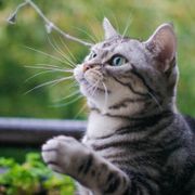 猫の 知覚過敏症 は歯が痛いわけじゃない 症状や原因などを解説 ねこのきもちweb Magazine 猫の 知覚過敏症 は歯が痛いわけじゃない 症状や原因などを解説 ねこのきもちweb Magazine