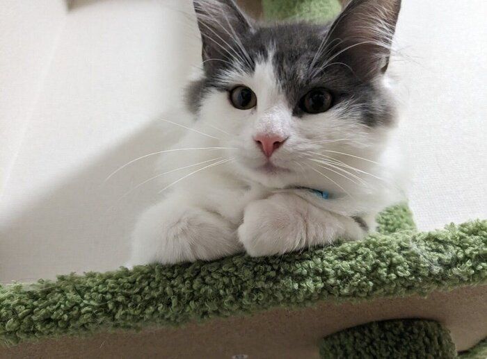 飼い主を見る子猫