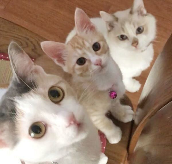 見つめる猫