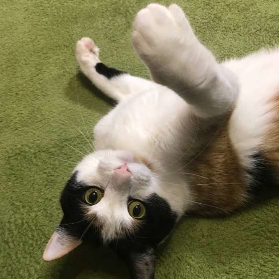 転がる三毛猫