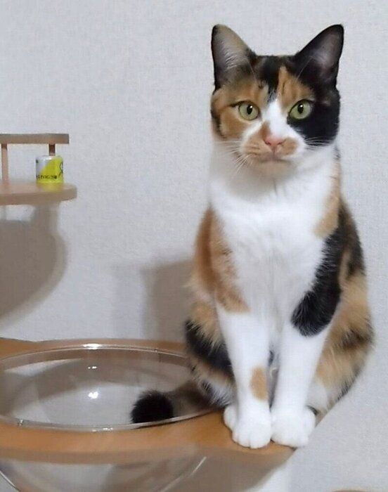 成長したニアちゃん