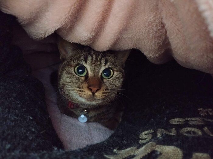 布団の中にもぐるランちゃん