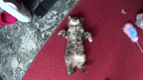 ヘソ天する猫