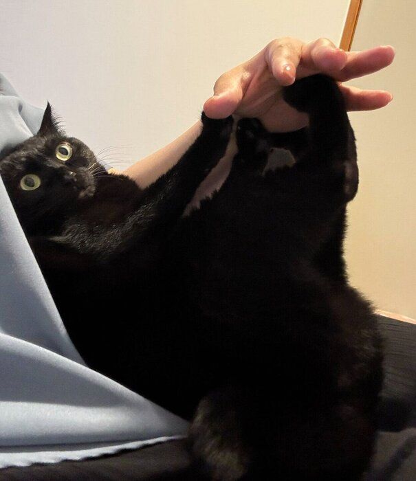 飼い主さんの膝の上に乗るあさりちゃん