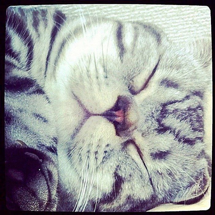 @tacos_cat